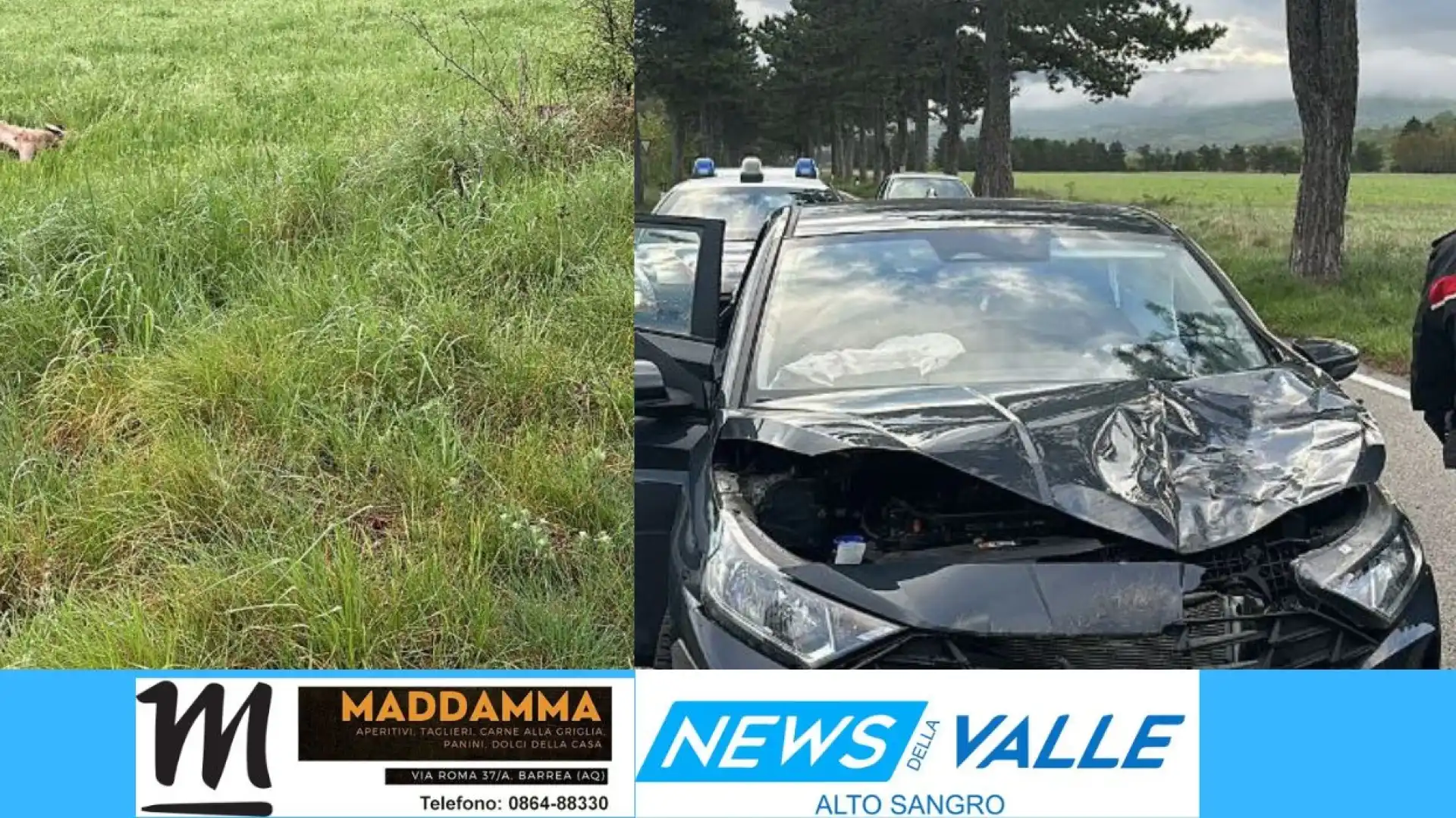 Strada statale 83 Marsicana, auto urta cervo tra Villa Scontrone ed Alfedena.Illesi i conducenti della vettura.